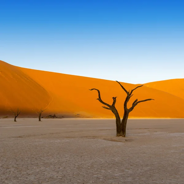 Çöl dunes — Stok fotoğraf