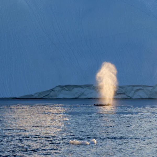 Grandes icebergs das regiões polares — Fotografia de Stock