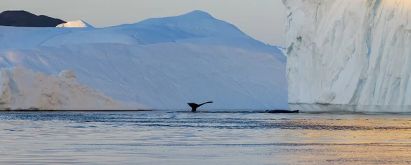 Grönland. Eis der Polarregionen. — Stockfoto