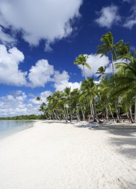 Tropik sahilde palmiye ağaçları