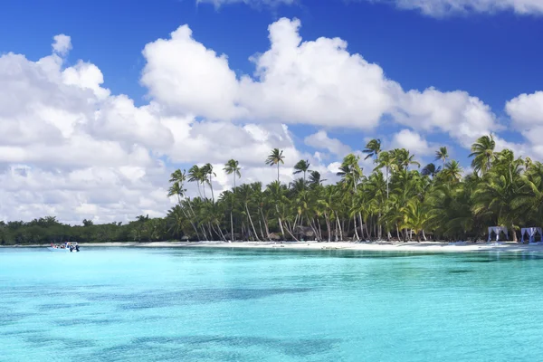 Palm trees on tropical beach — Stock Photo, Image