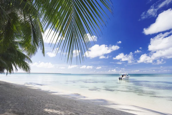 Palmiers sur la plage tropicale — Photo