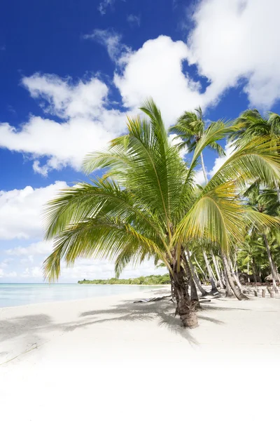 Palmeras en la playa tropical — Foto de Stock