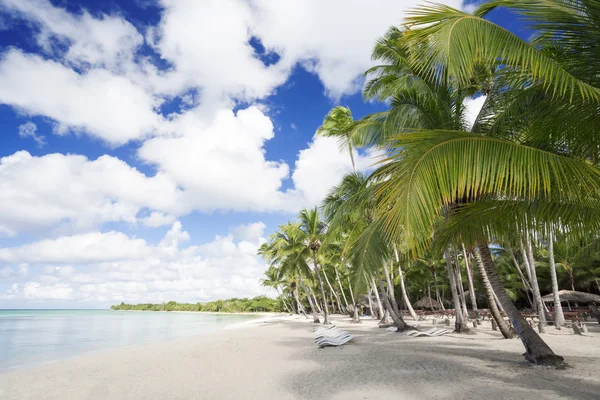 Palm trees on tropical beach — Stock Photo, Image