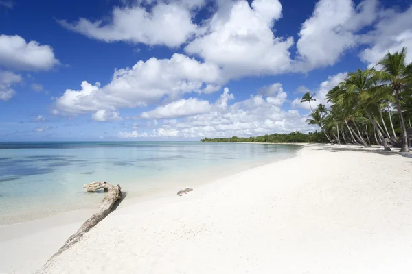 Palmeras en la playa tropical —  Fotos de Stock