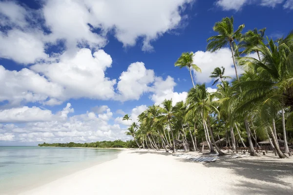 Palmbomen op tropisch strand — Stockfoto