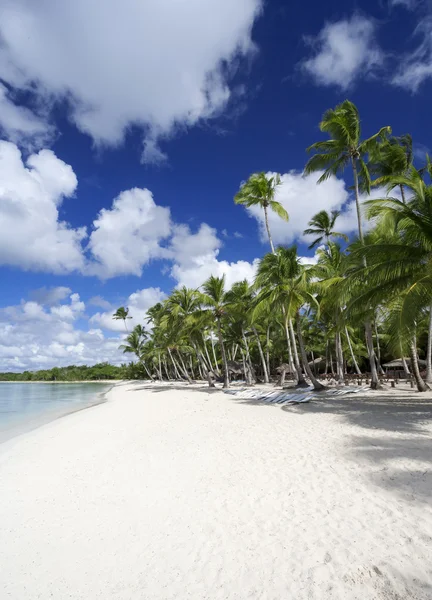 Palm trees on tropical beach — Stock Photo, Image