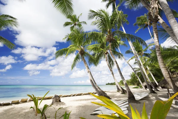 Palmen am tropischen Strand — Stockfoto