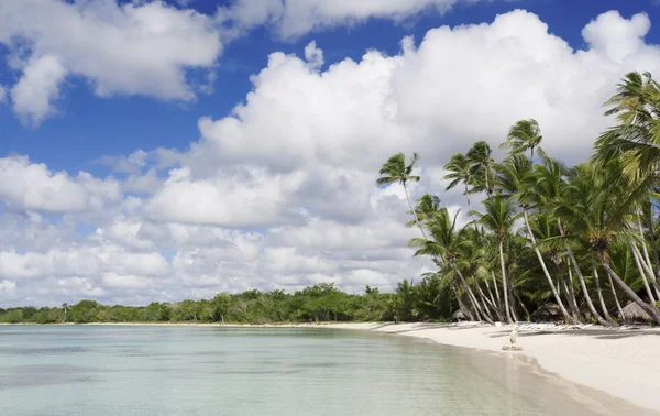 Palmiers sur la plage tropicale — Photo