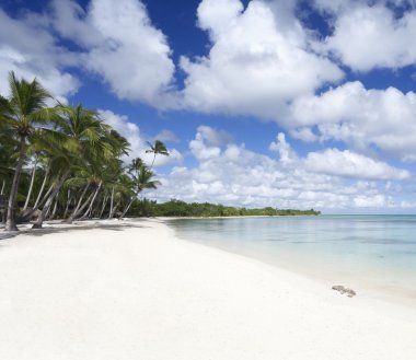 Tropik sahilde palmiye ağaçları