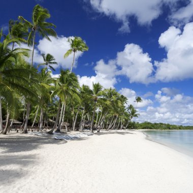 Tropik sahilde palmiye ağaçları