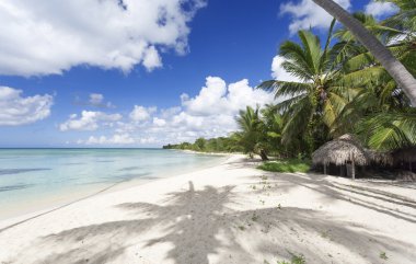 Tropik sahilde palmiye ağaçları