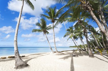 Tropik sahilde palmiye ağaçları