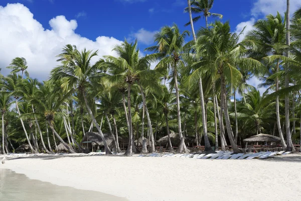 Palm trees on tropical beach — Stock Photo, Image