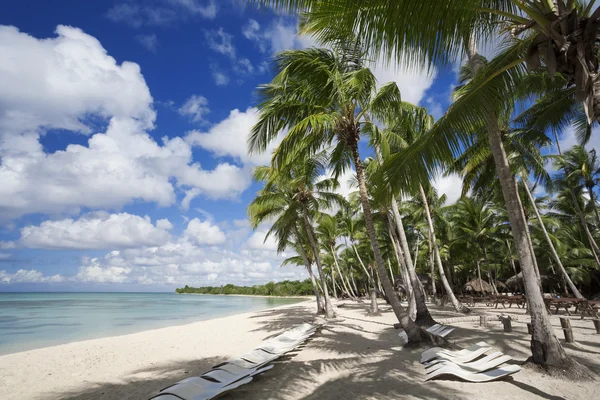 Palmen am tropischen Strand — Stockfoto