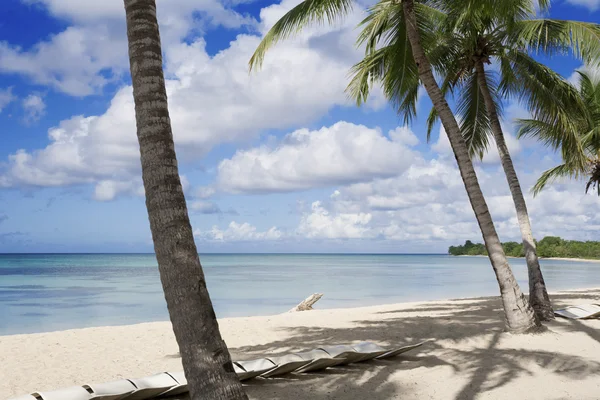 Palm trees on tropical beach — Stock Photo, Image