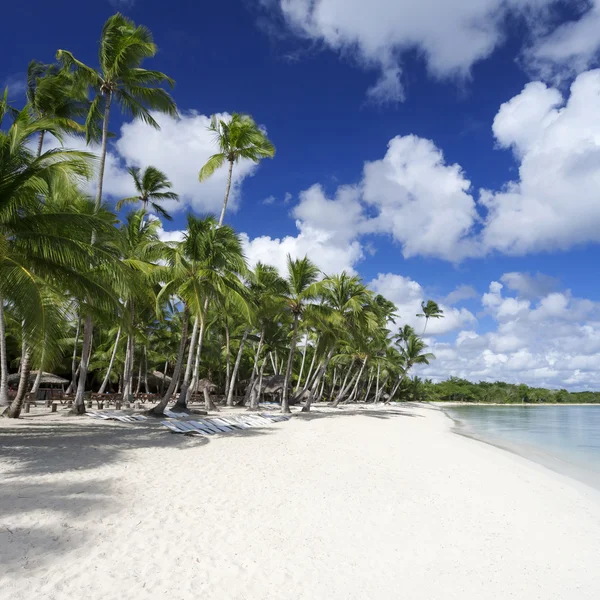 열대 해변에 있는 야자나무 — 스톡 사진