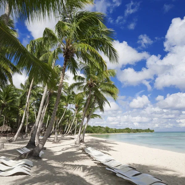 Palm trees on tropical beach — Stock Photo, Image