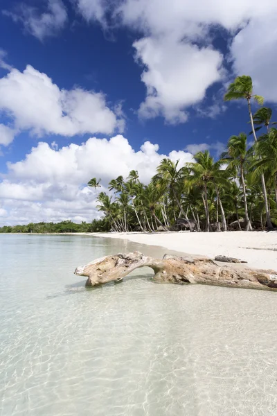 Palmeras en la playa tropical — Foto de Stock