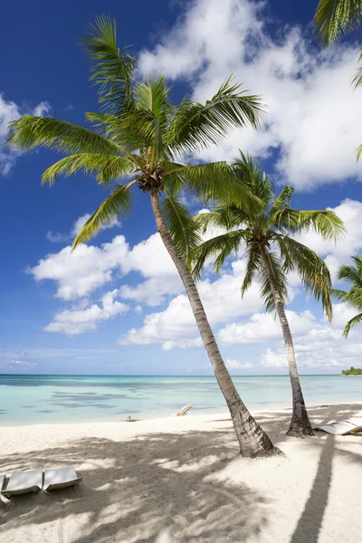 Palm trees on tropical beach — Stock Photo, Image