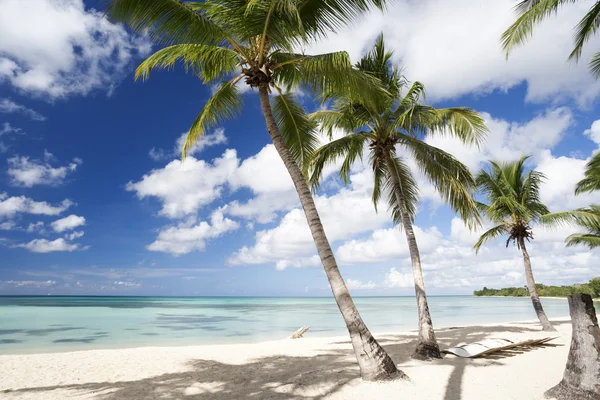 Palmeras en la playa tropical — Foto de Stock