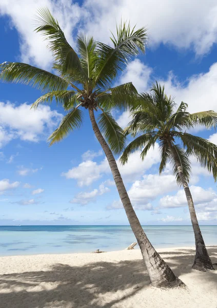 Palmbomen op tropisch strand — Stockfoto