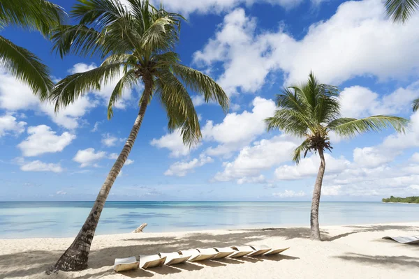 Palmeras en la playa tropical — Foto de Stock