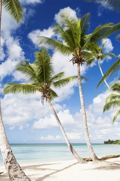 Palmbomen op tropisch strand — Stockfoto