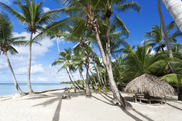 Palm trees on tropical beach — Stock Photo, Image