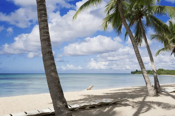 Palmbomen op tropisch strand — Stockfoto