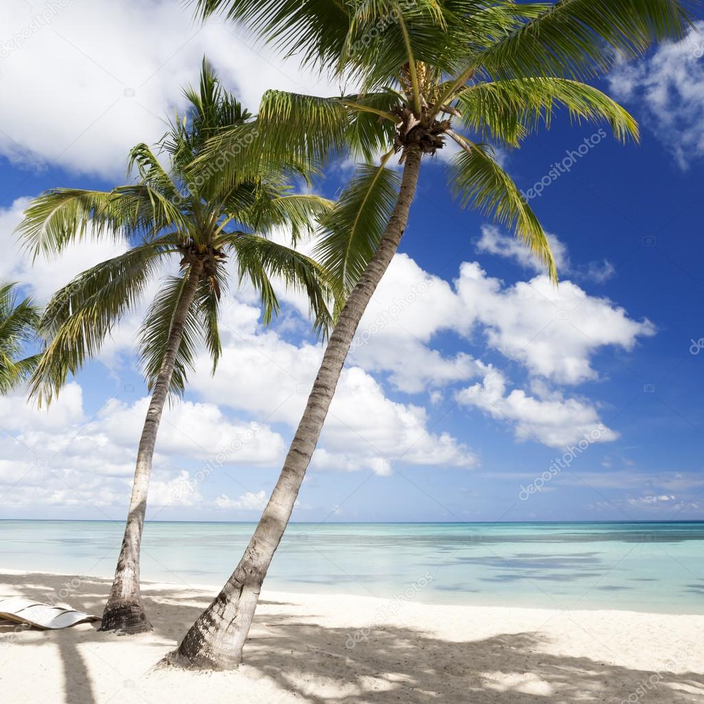 Palm trees on tropical beach