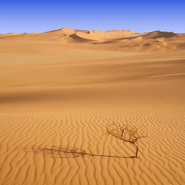 Árvore seca no deserto — Fotografia de Stock