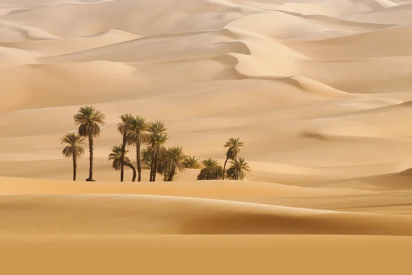 Sandy Dunes in desert