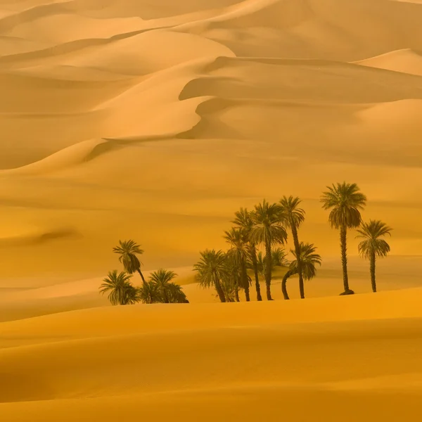 砂漠の砂砂丘 — ストック写真
