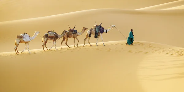 Caravan with camels in desert — Stock Photo, Image