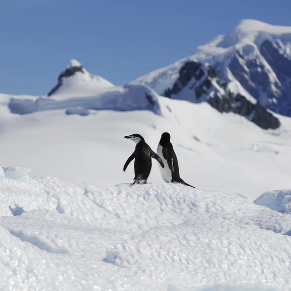 Tučňáci na ledovce a ledovce v Antarktidě — Stock fotografie