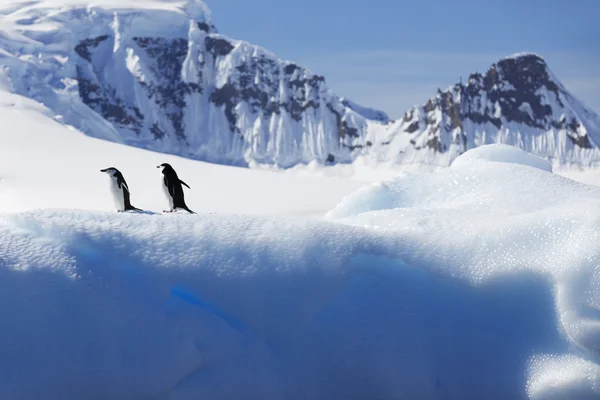 Pingwiny na lodowce i gór lodowych na Antarktydzie — Zdjęcie stockowe