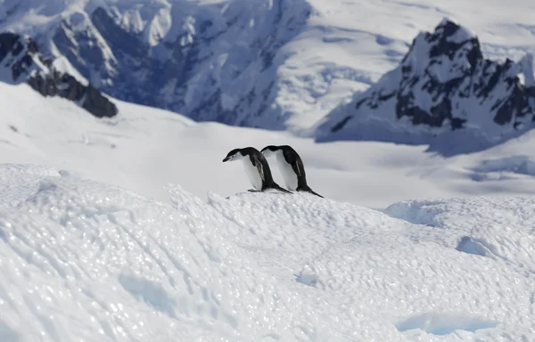 Penguins on glaciers and icebergs in Antarctica — Stock Photo, Image