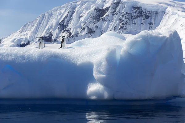 Buzullar ve buzdağı Antarktika'daki penguenler