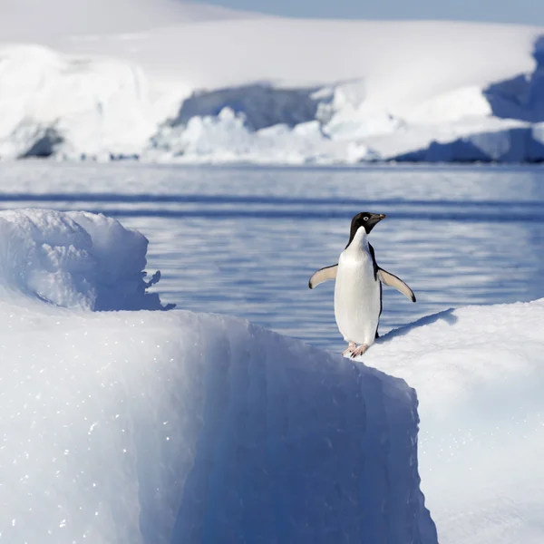 Pingüino sobre glaciares e icebergs en la Antártida —  Fotos de Stock