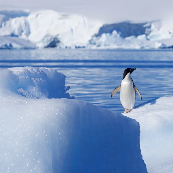 Natureza e paisagens da Gronelândia com pinguim — Fotografia de Stock