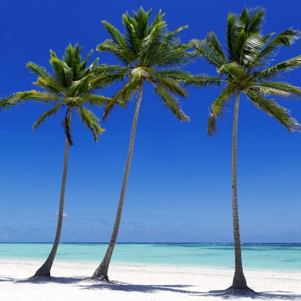 Playa en isla tropical — Foto de Stock