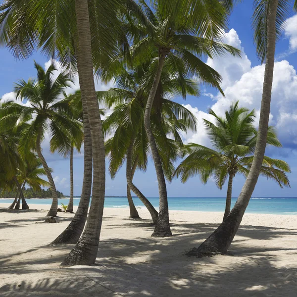 Playa en isla tropical — Foto de Stock