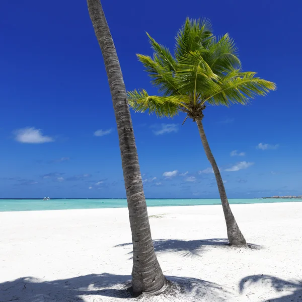 Strand auf tropischer Insel — Stockfoto