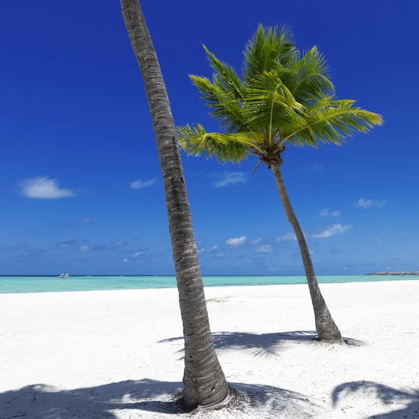 Spiaggia sull'isola tropicale — Foto Stock