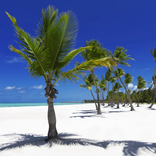 Beach on tropical island — Stock Photo, Image