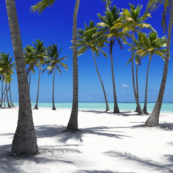 Playa en isla tropical — Foto de Stock