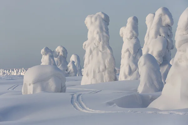 大雪和树 — 图库照片