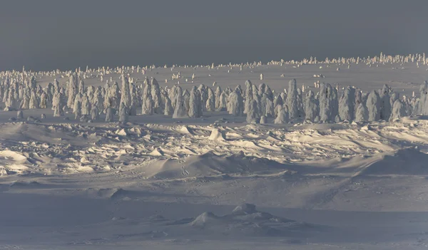 Fuertes Nevadas Árboles Atrapados Por Nieve — Foto de Stock