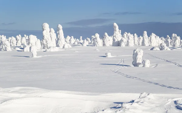 Starke Schneefälle und Bäume — Stockfoto